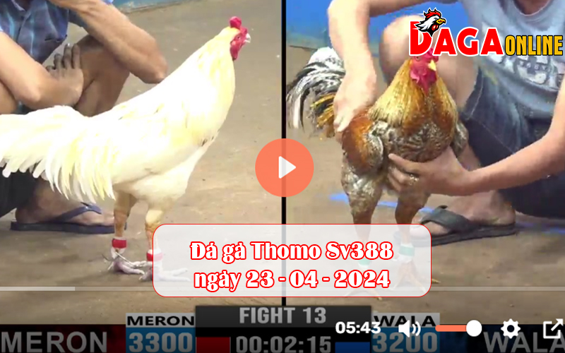 Đá gà Thomo Sv388 ngày 23-04-2024