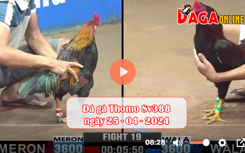 Đá gà Thomo Sv388 ngày 25-04-2024