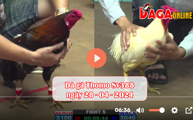 Đá gà Thomo Sv388 ngày 28-04-2024