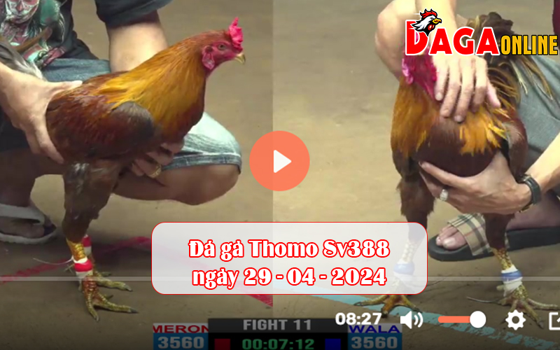 Đá gà Thomo Sv388 ngày 29-04-2024