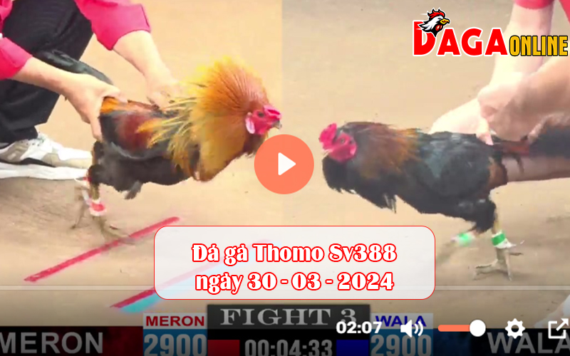 Đá gà Thomo Sv388 ngày 30-03-2024
