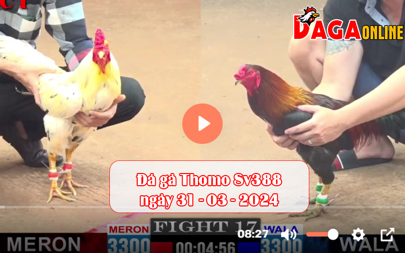 Đá gà Thomo Sv388 ngày 31-03-2024