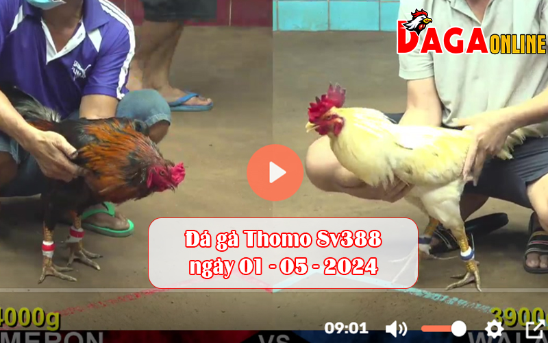Đá gà Thomo Sv388 ngày 01-05-2024