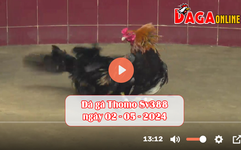 Đá gà Thomo Sv388 ngày 02-05-2024