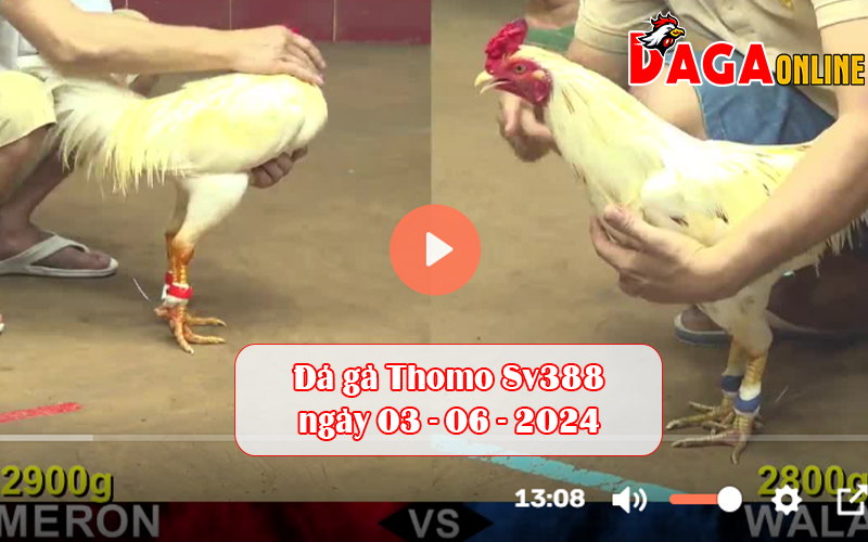 Đá gà Thomo Sv388 ngày 03-06-2024