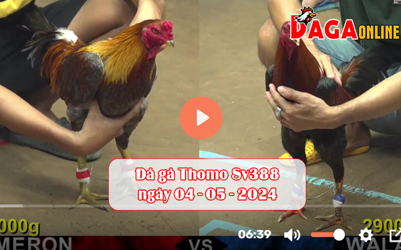 Đá gà Thomo Sv388 ngày 04-05-2024
