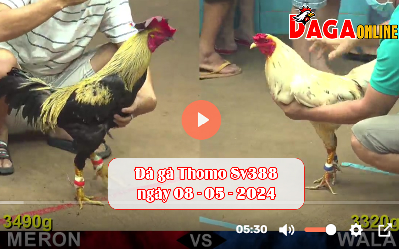 Đá gà Thomo Sv388 ngày 08-05-2024