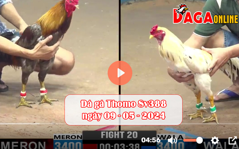 Đá gà Thomo Sv388 ngày 09-05-2024