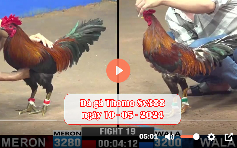 Đá gà Thomo Sv388 ngày 10-05-2024