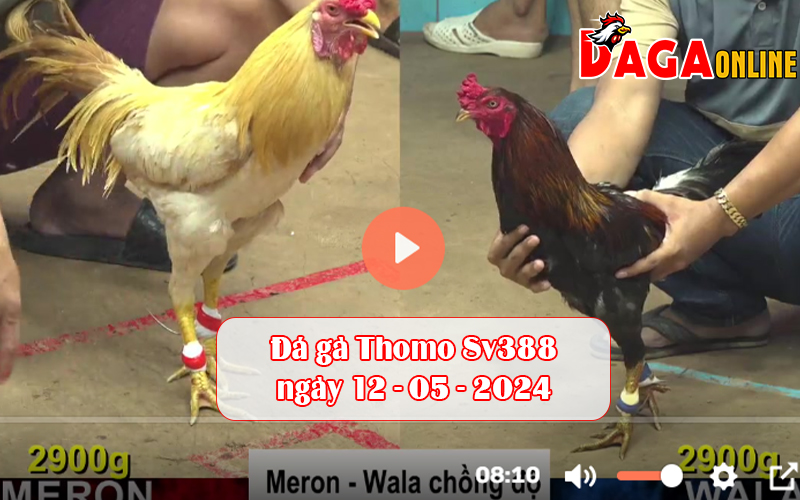 Đá gà Thomo Sv388 ngày 12-05-2024