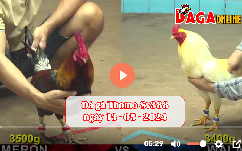 Đá gà Thomo Sv388 ngày 13-05-2024