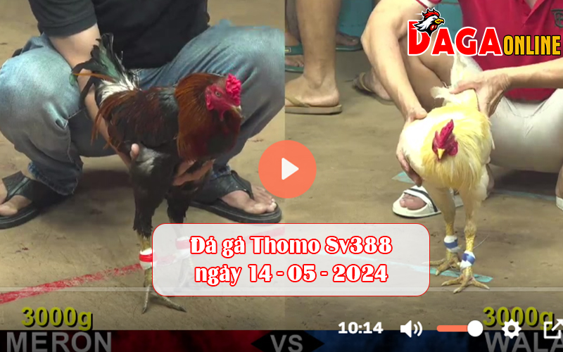 Đá gà Thomo Sv388 ngày 14-05-2024