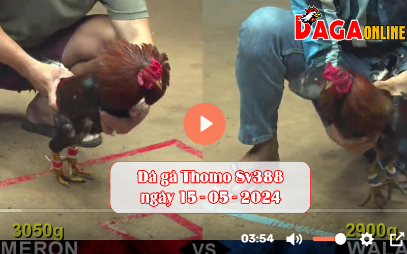 Đá gà Thomo Sv388 ngày 15-05-2024
