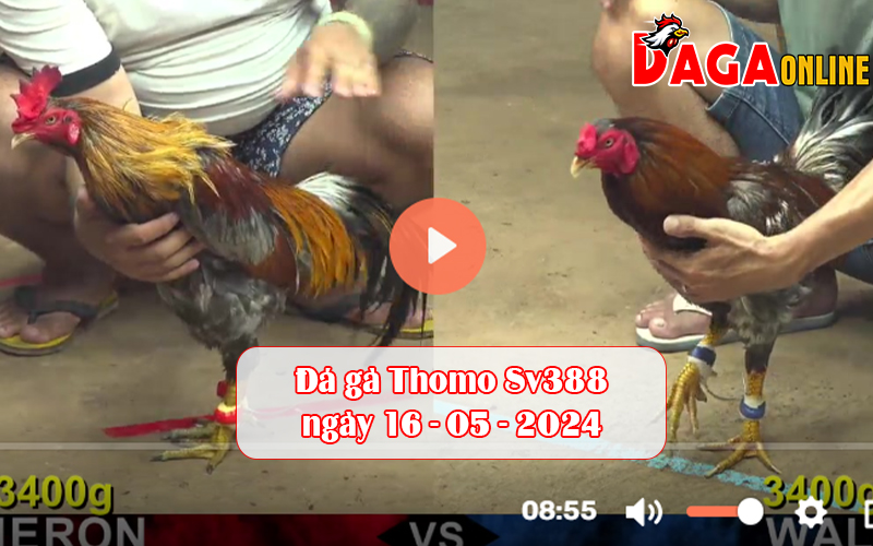Đá gà Thomo Sv388 ngày 16-05-2024
