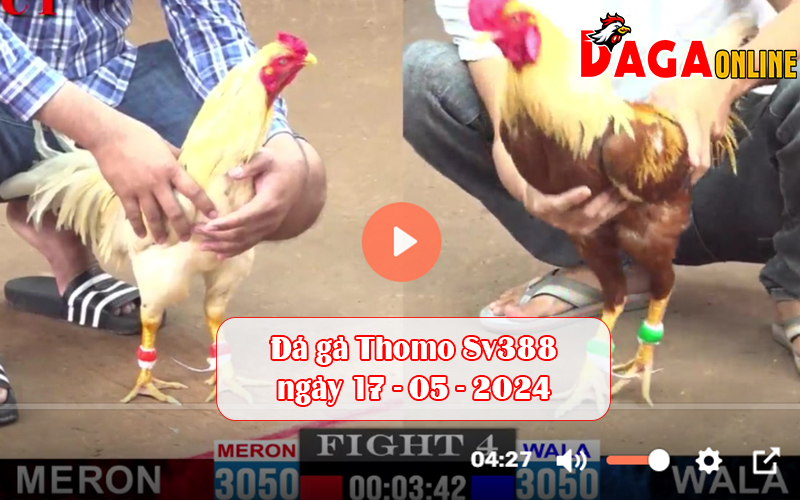 Đá gà Thomo Sv388 ngày 17-05-2024