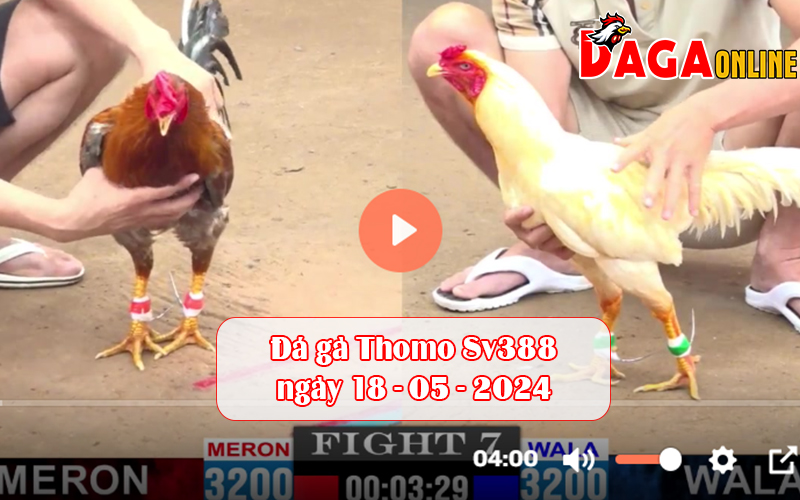 Đá gà Thomo Sv388 ngày 18-05-2024
