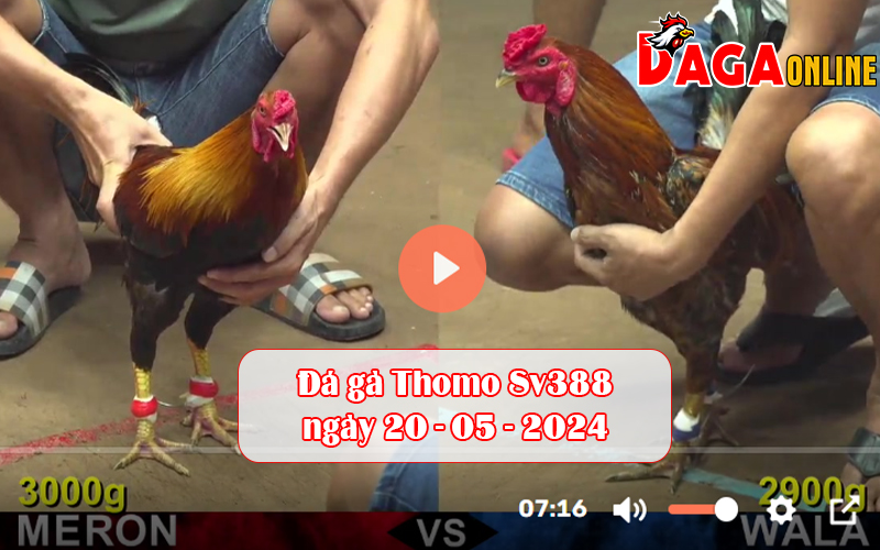Đá gà Thomo Sv388 ngày 20-05-2024