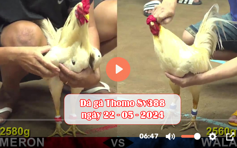 Đá gà Thomo Sv388 ngày 22-05-2024