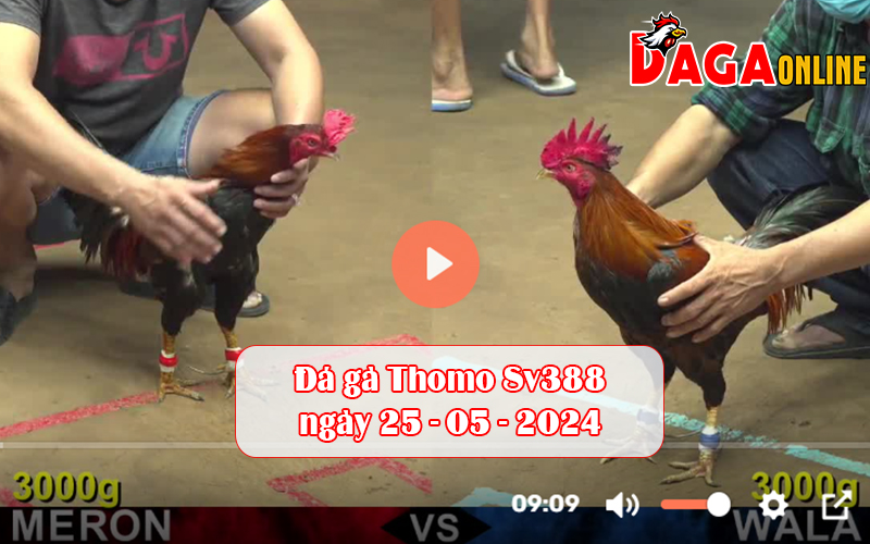 Đá gà Thomo Sv388 ngày 25-05-2024