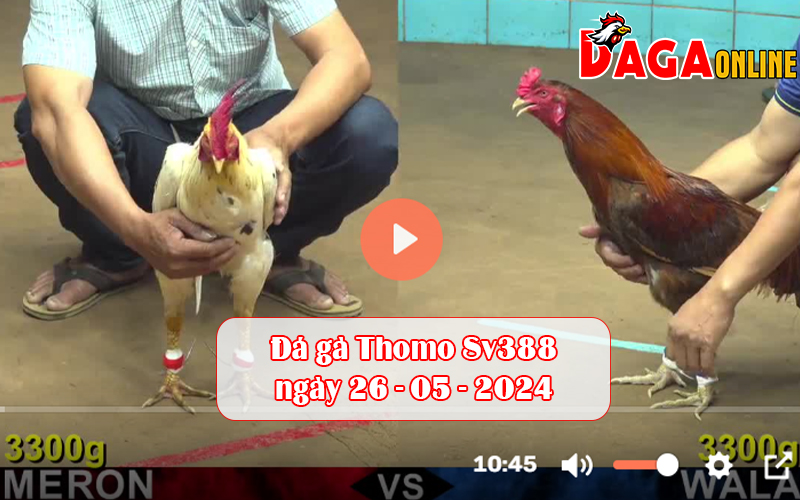 Đá gà Thomo Sv388 ngày 26-05-2024