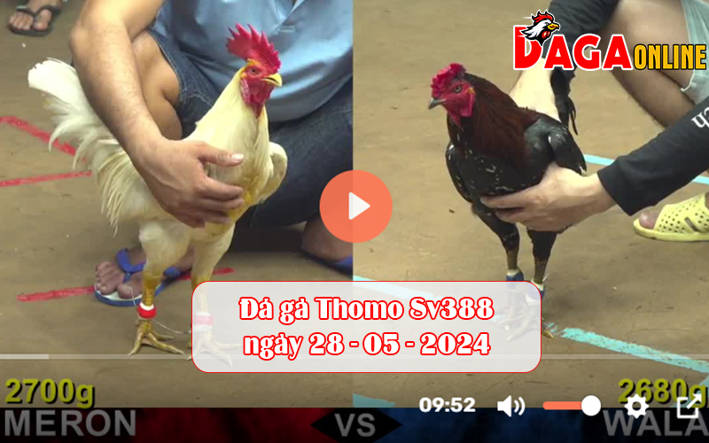 Đá gà Thomo Sv388 ngày 28-05-2024