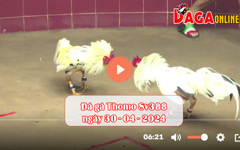 Đá gà Thomo Sv388 ngày 30-04-2024