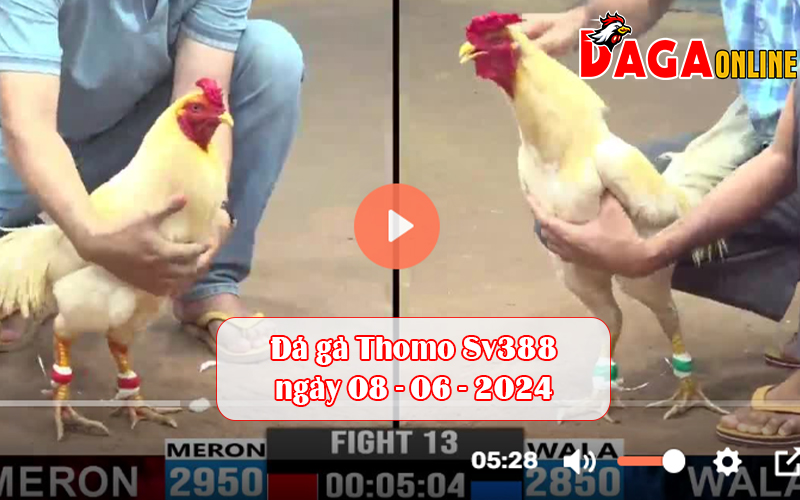 Đá gà Thomo Sv388 ngày 08-06-2024