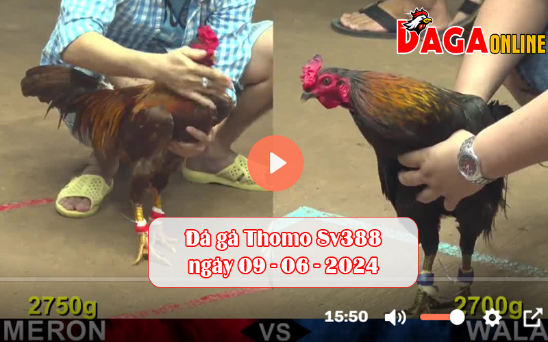 Đá gà Thomo Sv388 ngày 09-06-2024