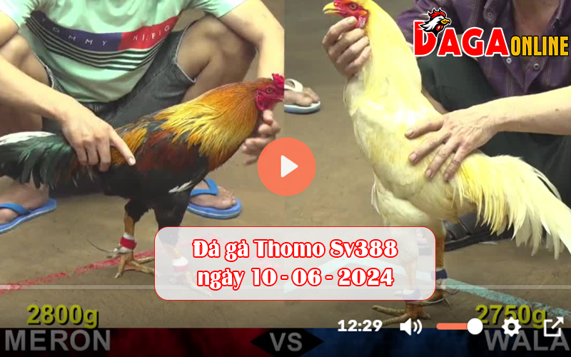 Đá gà Thomo Sv388 ngày 10-06-2024