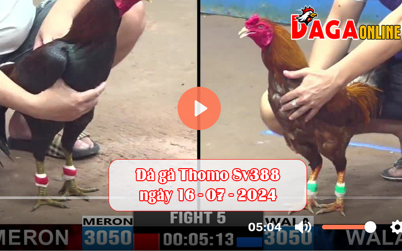 Đá gà Thomo Sv388 ngày 16-07-2024