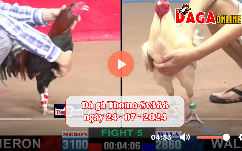 Đá gà Thomo Sv388 ngày 24-07-2024