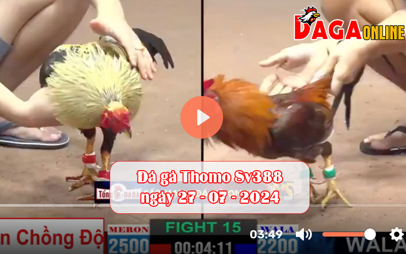 Đá gà Thomo Sv388 ngày 27-07-2024