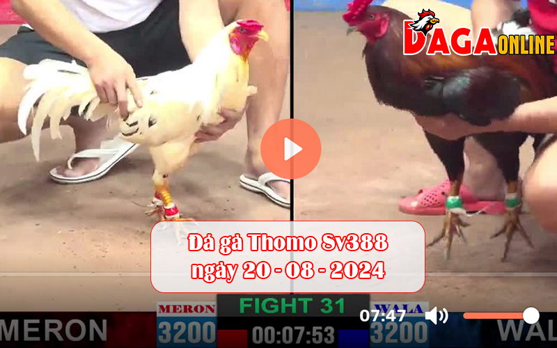 Đá gà Thomo Sv388 ngày 20-08-2024