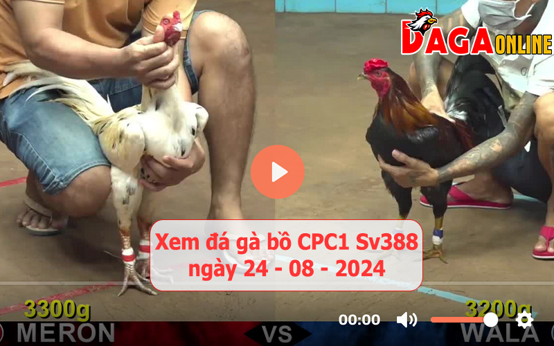 Xem đá gà bồ CPC1 Sv388 ngày 24-08-2024