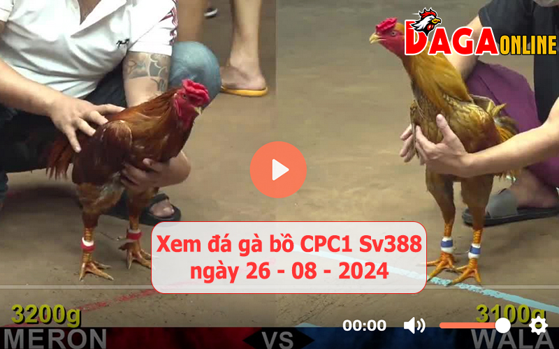 Xem đá gà bồ CPC1 Sv388 ngày 26-08-2024