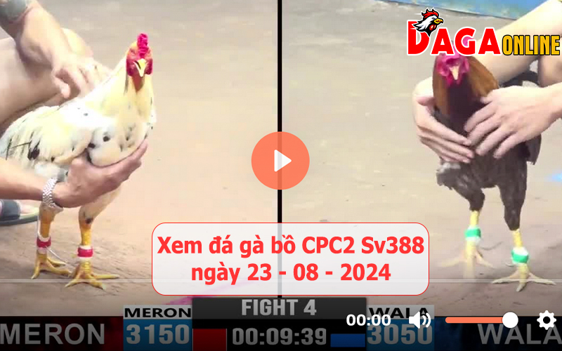 Xem đá gà bồ CPC2 Sv388 ngày 23-08-2024