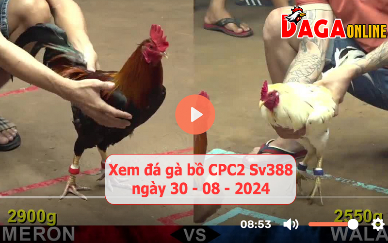 Xem đá gà bồ CPC2 Sv388 ngày 30-08-2024