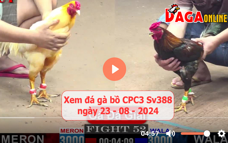 Xem đá gà bồ CPC3 Sv388 ngày 23-08-2024