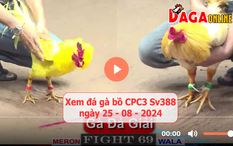 Xem đá gà bồ CPC3 Sv388 ngày 25-08-2024