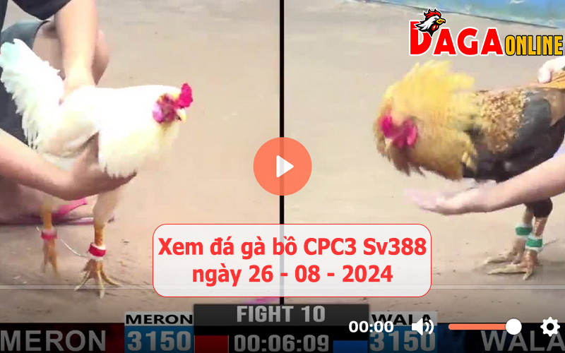 Xem đá gà bồ CPC3 Sv388 ngày 26-08-2024