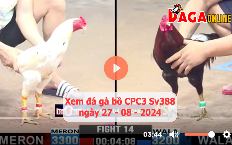 Xem đá gà bồ CPC3 Sv388 ngày 27-08-2024