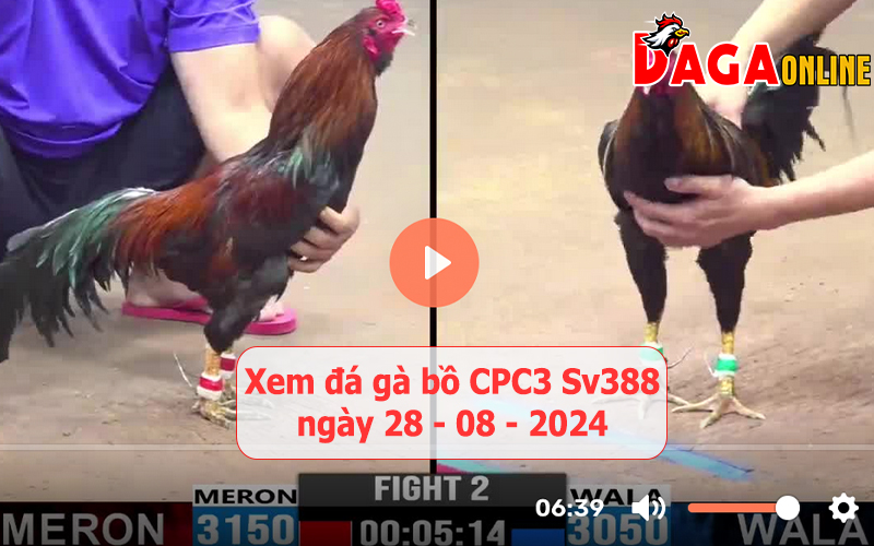 Xem đá gà bồ CPC3 Sv388 ngày 28-08-2024