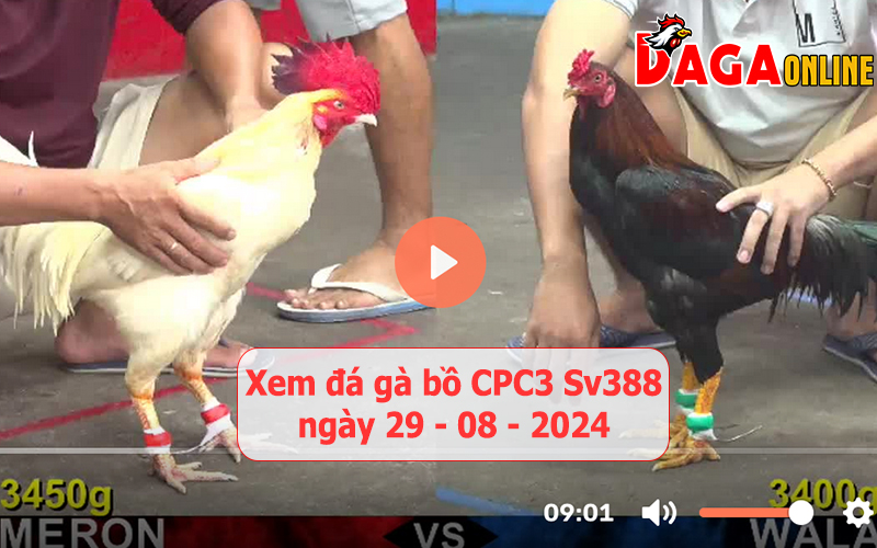 Xem đá gà bồ CPC3 Sv388 ngày 29-08-2024