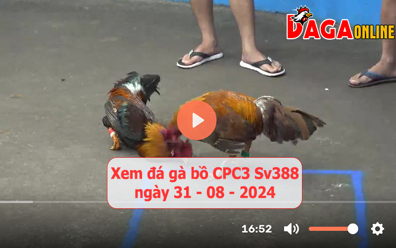 Xem đá gà bồ CPC3 Sv388 ngày 31-08-2024