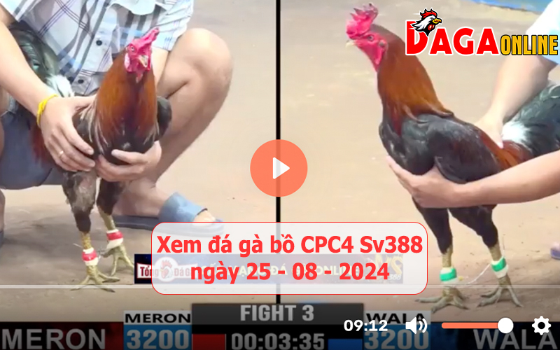 Xem đá gà bồ CPC4 Sv388 ngày 25-08-2024