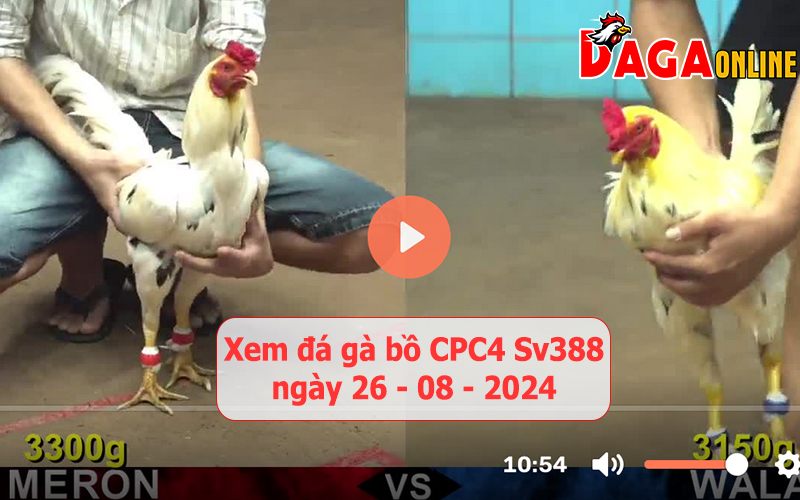 Xem đá gà bồ CPC4 Sv388 ngày 26-08-2024