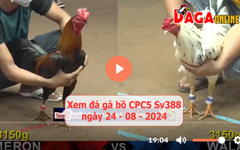 Xem đá gà bồ CPC5 Sv388 ngày 24-08-2024