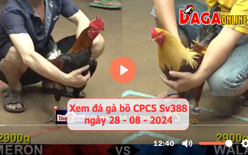 Xem đá gà bồ CPC5 Sv388 ngày 28-08-2024