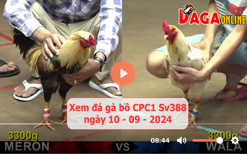 Xem đá gà bồ CPC1 Sv388 ngày 10-09-2024