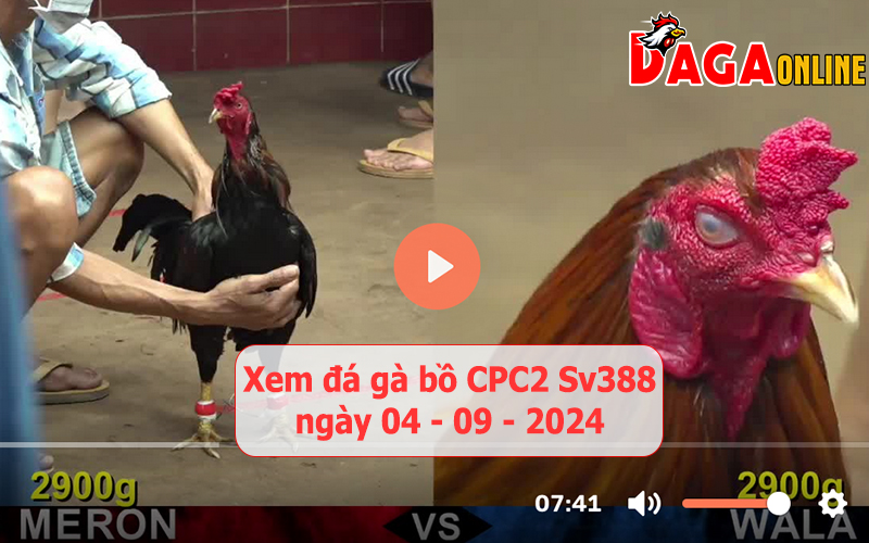 Xem đá gà bồ CPC2 Sv388 ngày 04-09-2024